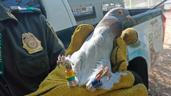 La paloma será entregada al Establecimiento Público Ambiental (EPA) para su recuperación.
