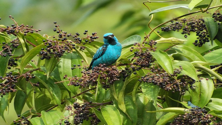 En la región se han avistado entre 600 y 700 especies de aves.  / Foto: Cortesía 