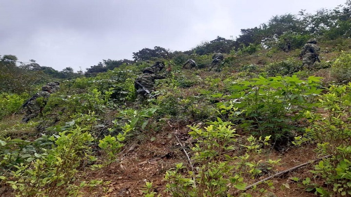 La Autoridad Nacional de Licencias Ambientales, ANLA, excluye a los municipios de Hacarí y San Calixto de los procesos de fumigación de cultivos ilícitos. / Foto: Cortesía / La Opinión 