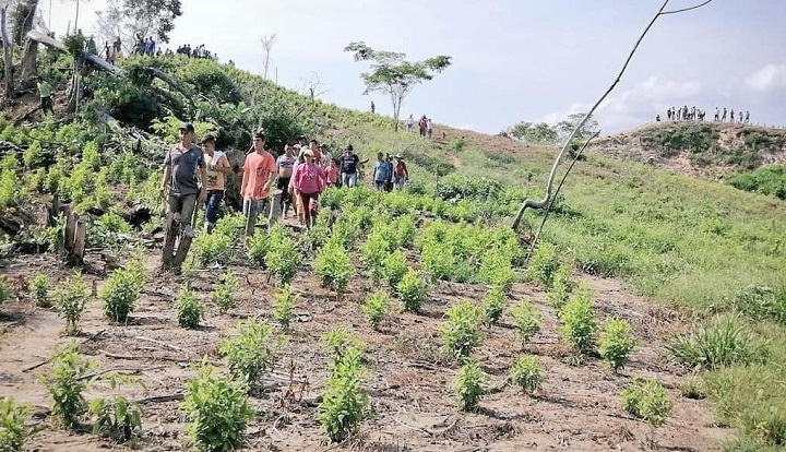 En Norte de Santander los cultivos  de coca siguen aumentando