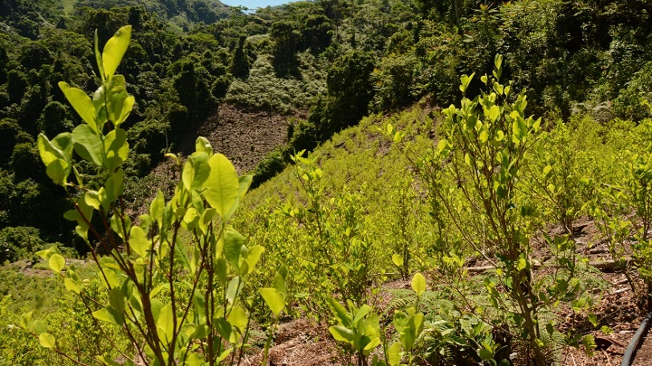 Por décadas, los países productores de coca han sido Colombia, Bolivia y Perú.  / Foto: Colprensa