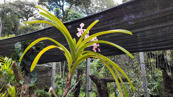 130 géneros de orquídeas se perdieron en el Orquideario Raúl Vásquez Dongo en Táchira por falta de presupuesto. Foto Anggy Polanco / La Opinión 