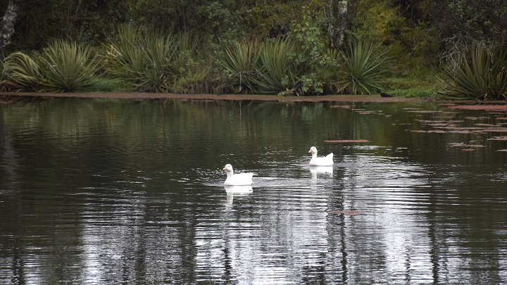 Cisnes observados en la Laguna El Salado. / Foto: Pablo Castillo / La Opinión 