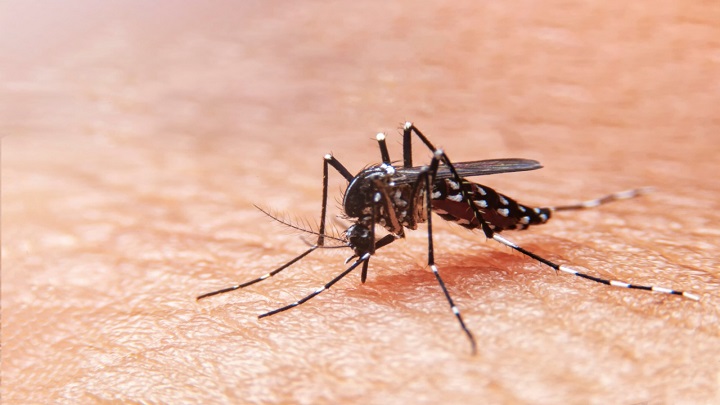 Dengue. / Foto: Cortesía