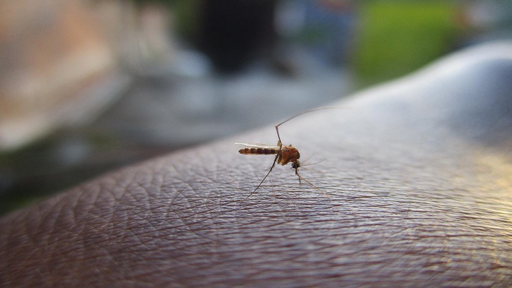 Dengue. / Foto: Cortesía