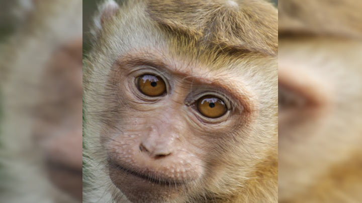  "Botas", un mono perteneciente a la familia del "Chapo" Guzmán./Foto: internet