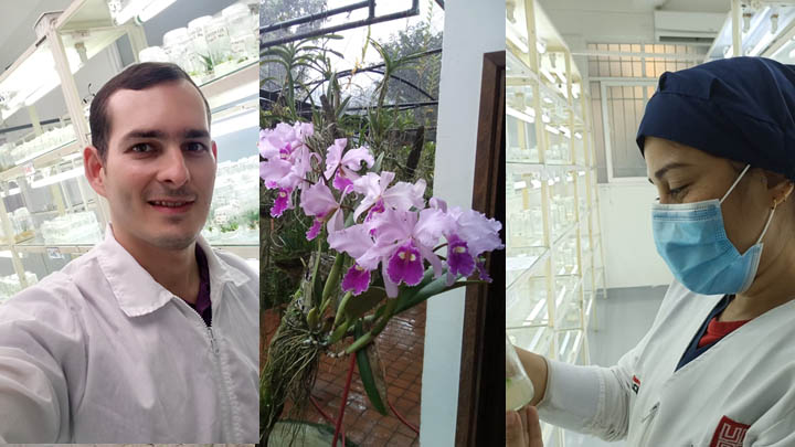 investigan el desarrollo de la orquídea