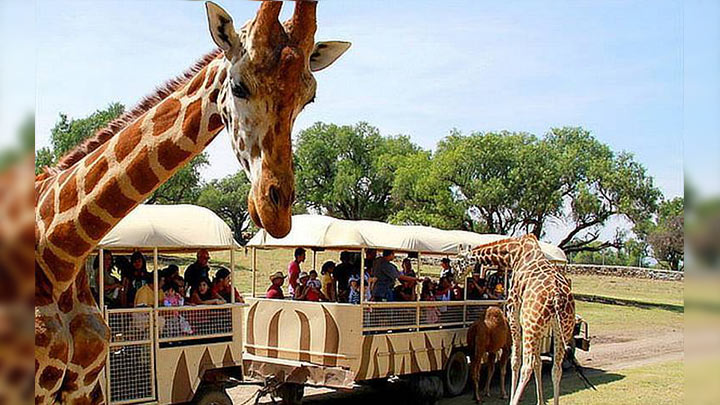Tras ser rescatados, los ejemplares van a zoológicos como el privado Reino Animal./Foto: internet