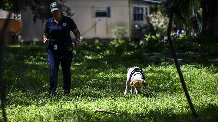 Lorenna Dewitz, empleada del Departamento de Agricultura de Florida, maneja a un perro entrenado, Mellon, mientras huele y busca caracoles africanos gigantes./Foto: AFP