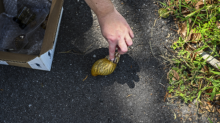 Los empleados del Departamento de Agricultura de Florida han estado peinando los jardines para buscar esta especie invasora./Foto: AFP