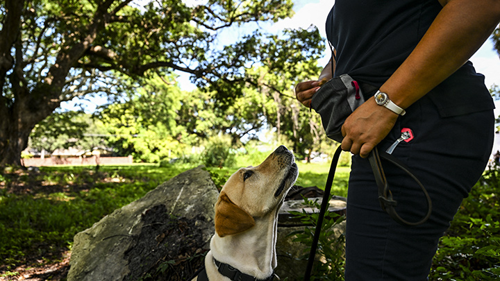 Mellon es el perro entrenado para detectar a esta especie de caracol./Foto: AFP