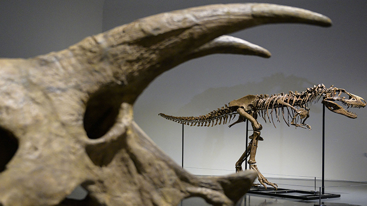 Sale a subasta en Nueva York el esqueleto de un dinosaurio./Foto: AFP