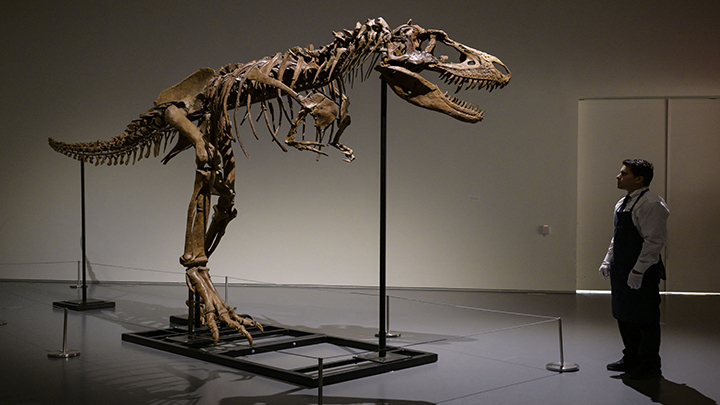 Sale a subasta en Nueva York el esqueleto de un dinosaurio./Foto: AFP