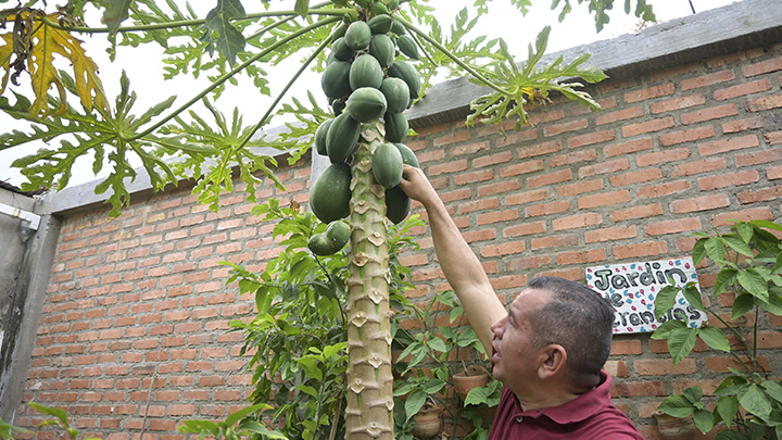 Las papayas son otras de las frutas que ya cultiva el profesor./Foto: Jorge Gutiérrez - La Opinión