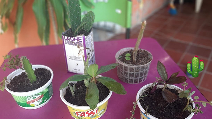 Las suculentas y los cactus son algunas plantas sembradas por los estudiantes./Foto: cortesía