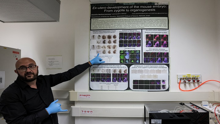 Embriones sintéticos. / Foto: AFP
