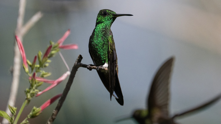 Caracas, el 'Eden' de los colibríes  