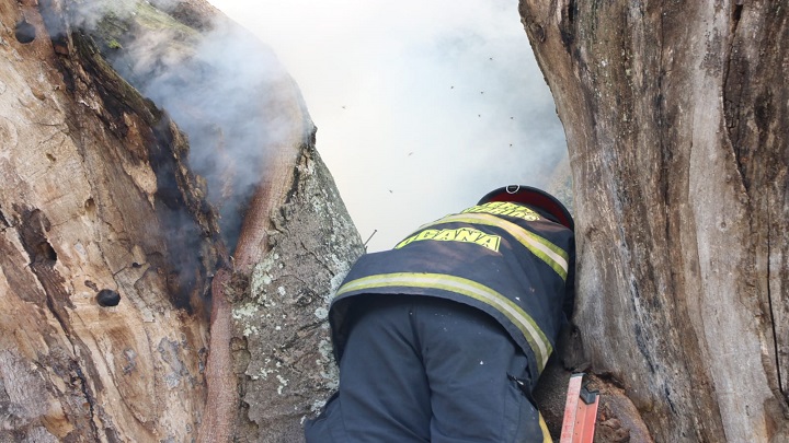La conflagración en el interior del tronco de un árbol enciende las alarmas sobre la revisión y reposición de las especies nativas en Ocaña.  