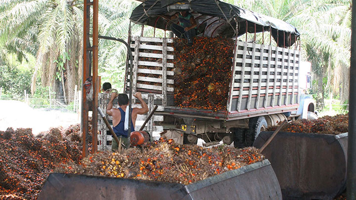 De las 500.000 toneladas de aceite de palma que expota el sector, el 50% tendría espacio en Venezuela./ Foto Archivo La Opinión