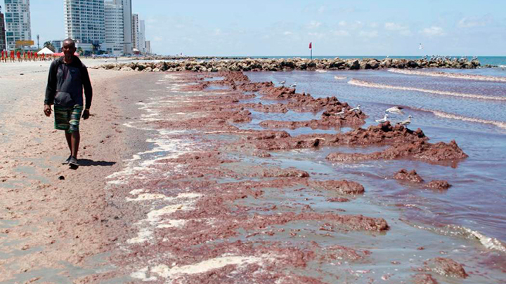 Algas muertas en Cartagena