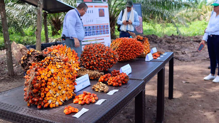 Producción de palma en la Colombia 