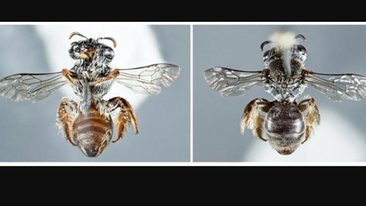 Descubierta una nueva especie de abeja con hocico de perro./Foto: Colprensa