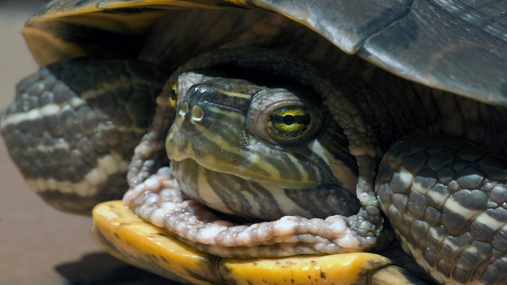 Tortugas: Foto: Internet