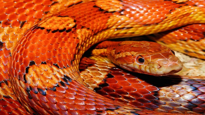 Serpientes hembras tienen clítoris. / Foto: Internet