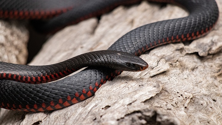 Serpientes hembras tienen clítoris. / Foto: Internet
