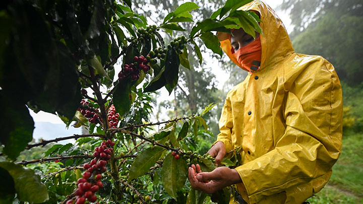 Por las lluvias, la producción de café en los últimos 12 meses rozó los 11,5 millones de sacos, segùn la FNC. / Foto Archivo