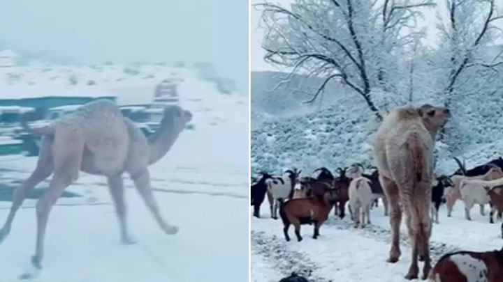 Así fue la tierna reacción de un camello al pisar la nieve por primera vez./Foto: cortesía