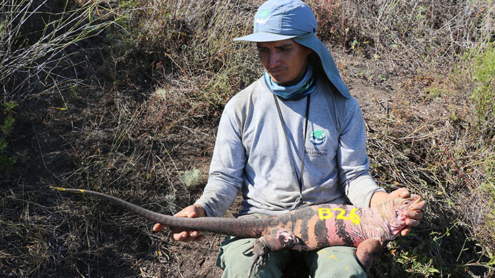 Científicos hallan por primera vez crías de iguana rosada en Galápagos./Foto: AFP
