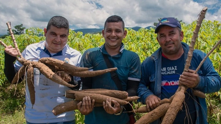 La yuca del Catatumbo pide pista en mercados