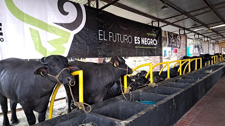 Este 2023 Venezuela exportará búfalos a mercados asiáticos y europeos. Foto Anggy Polanco / La Opinión 