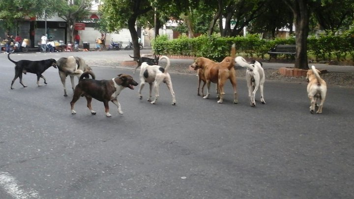 Animales en la calle
