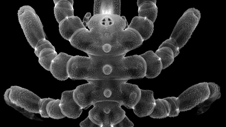 Arañas marinas pueden regenerar partes de su cuerpo, según estudio