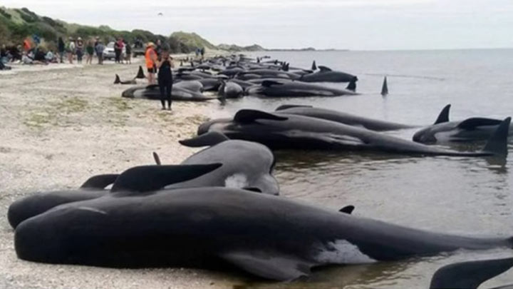 Casi 200 ballenas perecieron en una playa barrida por el oleaje en la accidentada costa oeste de Tasmania. Los rescatistas australianos solo pudieron salvar a unas pocas./Foto: AFP