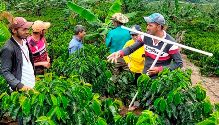 En la región, en 36 de los 40 municipios se cultivan unas 23.000 hectáreas de café. / Foto: Cortesía