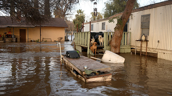 Perros varados esperan ser rescatados en una casa inundada en Merced, California./Foto: AFP