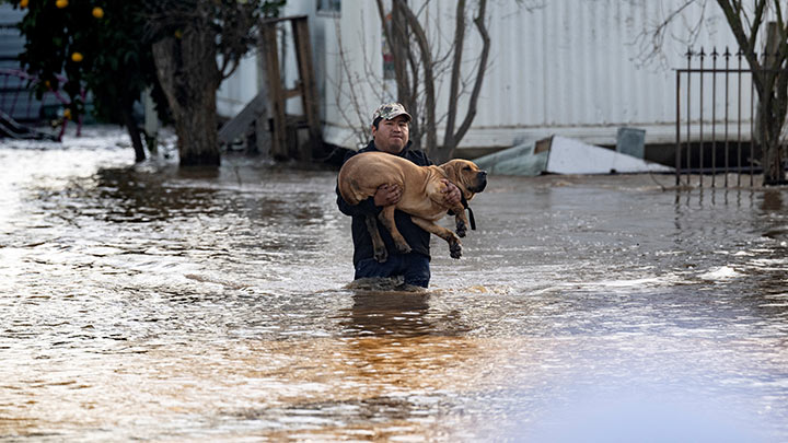 El residente local Fidel Osorio rescata a un perro de una casa inundada en Merced, California./Foto: AFP