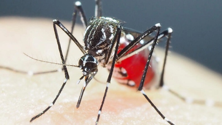 Mosquitos. / AFP
