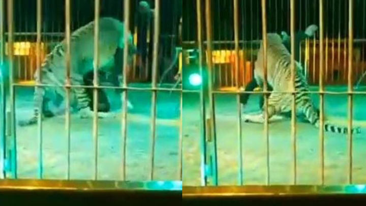 Tigre ataca a domador durante espectáculo de circo./Foto: cortesía