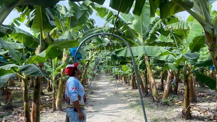Venezuela aplica controles de la mano con Colombia para erradicar hongo del banano. Fotos cortesía / La Opinión 