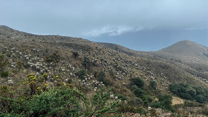 Miles de frailejones ubicados en Cerro Oriente.