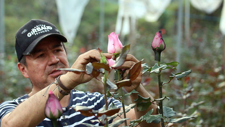 Dickson Villamizar es uno de los promotores de este tipo de cultivos. 