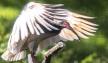 Toki, un pájaro reintroducido en Asia 