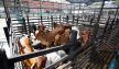 Entre abril y junio de este año se sacrificaron 16.320 cabezas de ganado vacuno en Norte de Santander. / Foto Archivo