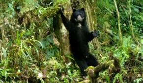 Conozca los mamíferos que viven en Santurbán