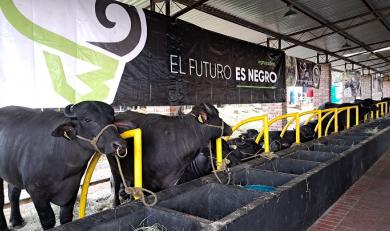 Este 2023 Venezuela exportará búfalos a mercados asiáticos y europeos. Foto Anggy Polanco / La Opinión 