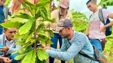 Campesinos reciben la transferencia de conocimiento sobre el cacao en sus parcelas/Foto Cortesía